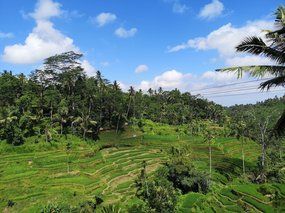 high-angle photography of mountain covered with trees