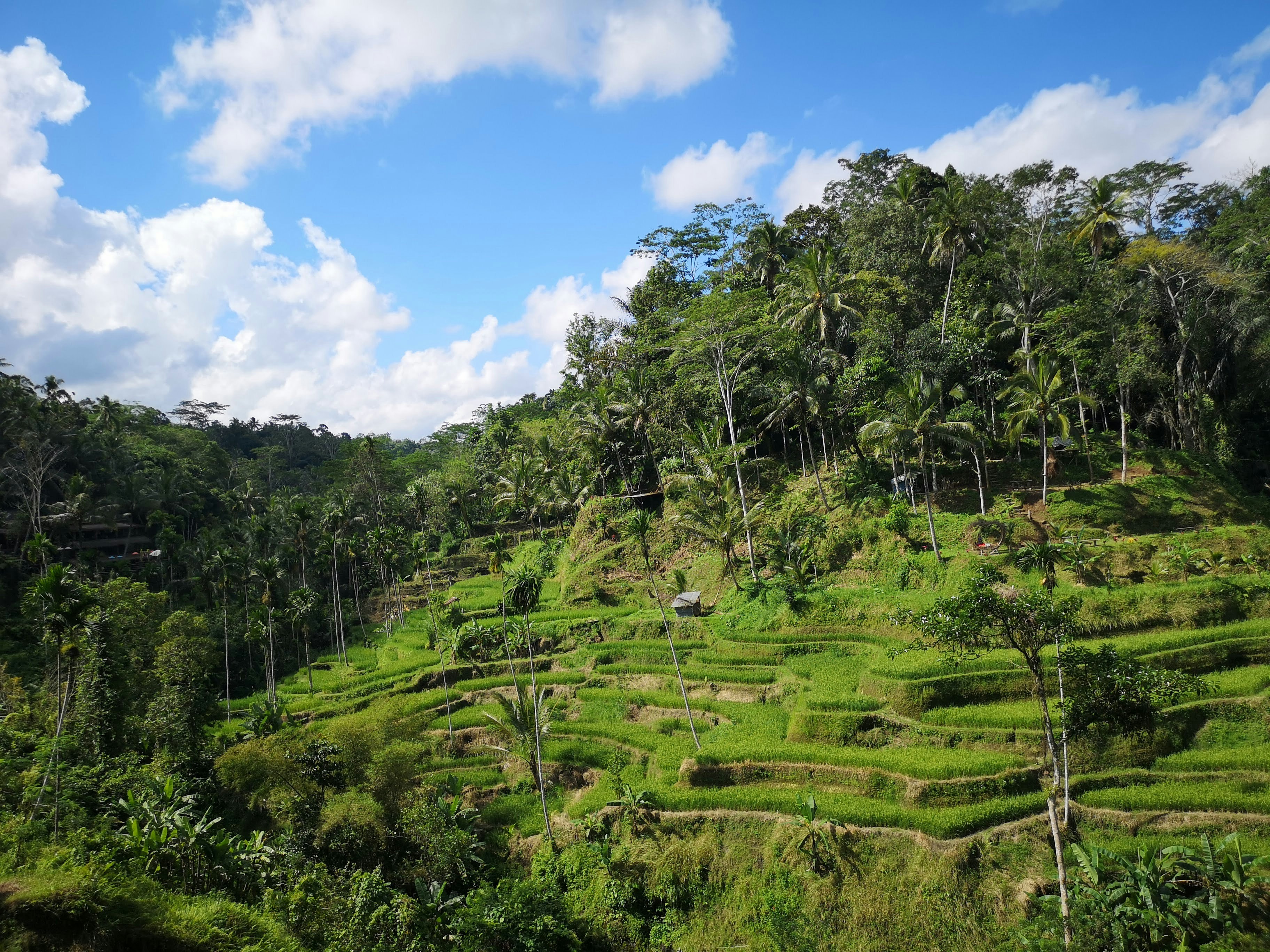 Rice fields near Ubud, Bali. 
