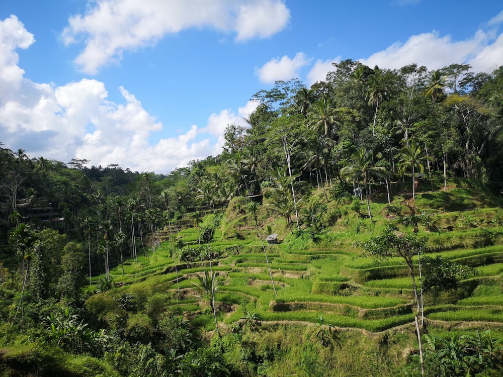 rice terraces and trees