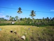 Farmers harvesting fresh crops in a lush green field.