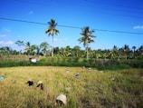 Workers wearing straw hats are harvesting crops in a lush, green field surrounded by a row of tall palm trees under a clear blue sky. Several people are visible, spread out across the field, engaging in agricultural work.