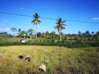 Farmers harvesting fresh produce in a lush Fijian landscape.
