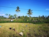 A vibrant plantation with workers harvesting fruits in a sunny environment.