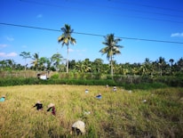 Workers wearing straw hats are harvesting crops in a lush, green field surrounded by a row of tall palm trees under a clear blue sky. Several people are visible, spread out across the field, engaging in agricultural work.