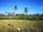 Workers wearing straw hats are harvesting crops in a lush, green field surrounded by a row of tall palm trees under a clear blue sky. Several people are visible, spread out across the field, engaging in agricultural work.