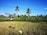 Workers wearing straw hats are harvesting crops in a lush, green field surrounded by a row of tall palm trees under a clear blue sky. Several people are visible, spread out across the field, engaging in agricultural work.