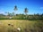 Workers wearing straw hats are harvesting crops in a lush, green field surrounded by a row of tall palm trees under a clear blue sky. Several people are visible, spread out across the field, engaging in agricultural work.