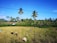 Workers wearing straw hats are harvesting crops in a lush, green field surrounded by a row of tall palm trees under a clear blue sky. Several people are visible, spread out across the field, engaging in agricultural work.