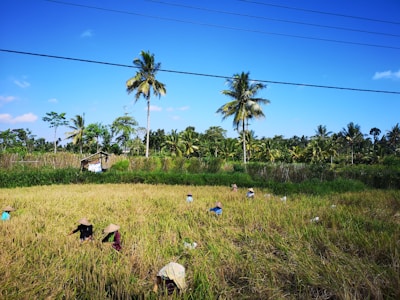 Workers wearing straw hats are harvesting crops in a lush, green field surrounded by a row of tall palm trees under a clear blue sky. Several people are visible, spread out across the field, engaging in agricultural work.