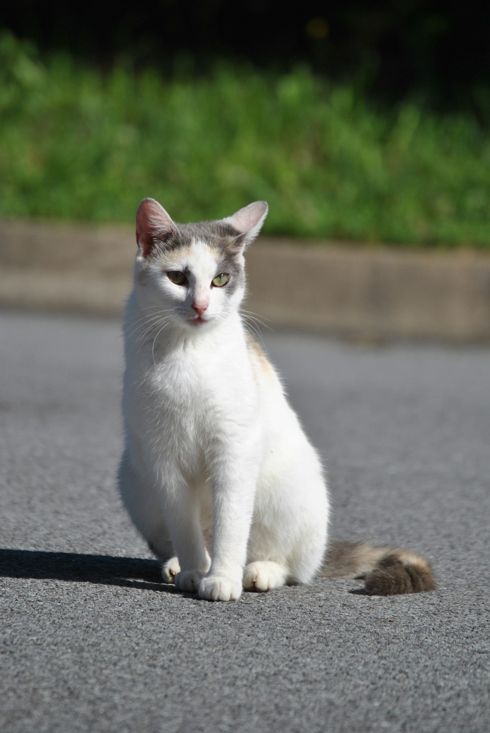 Kurzhaarige weiße und graue Katze auf Fokusfotografie