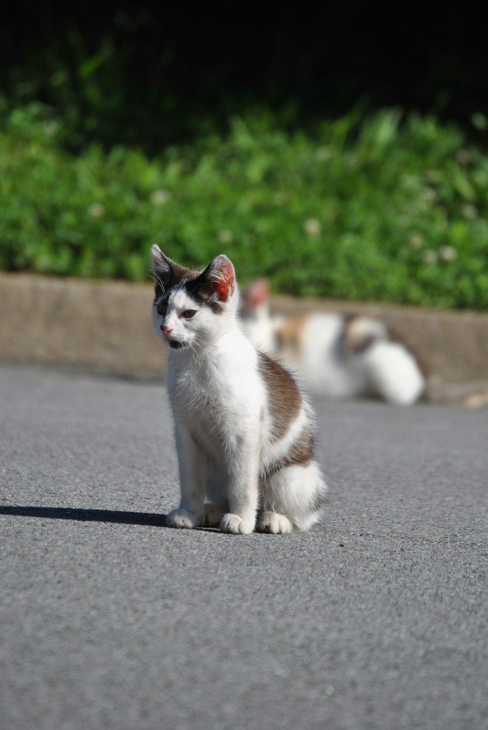 white cat