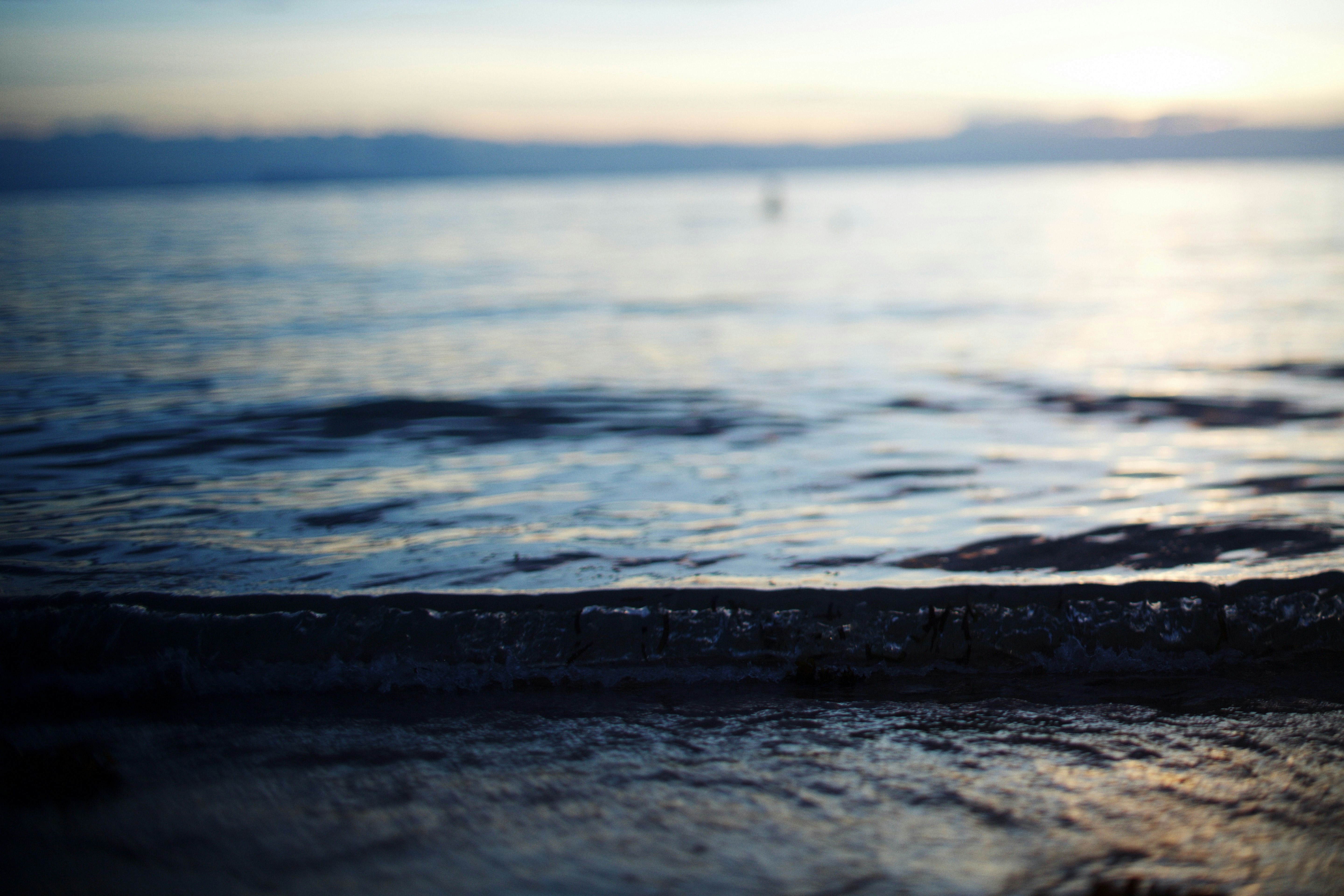 Top Dog Insurance - Finding The Best Dog Insurance