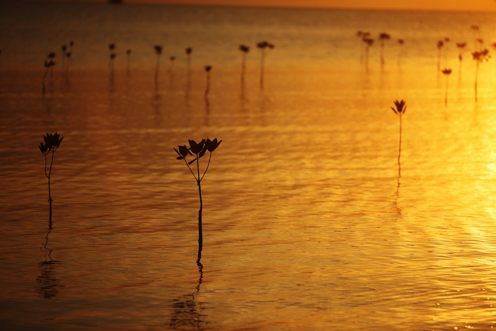 silhouette of plant