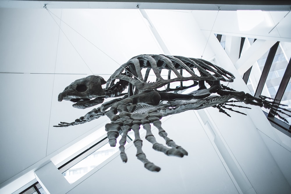 animal skeleton decor