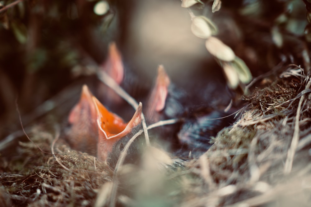 a close up of a leaf on the ground