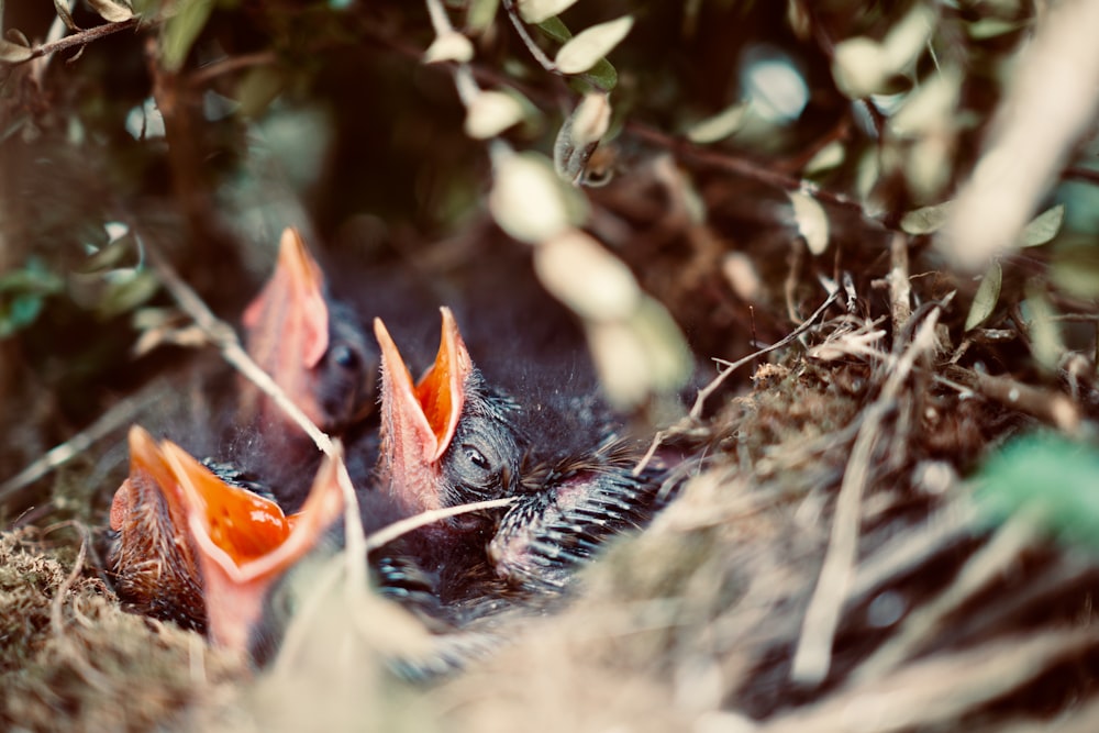 black chicks in nest