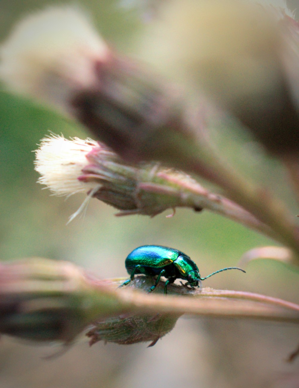 green beetle on leaf