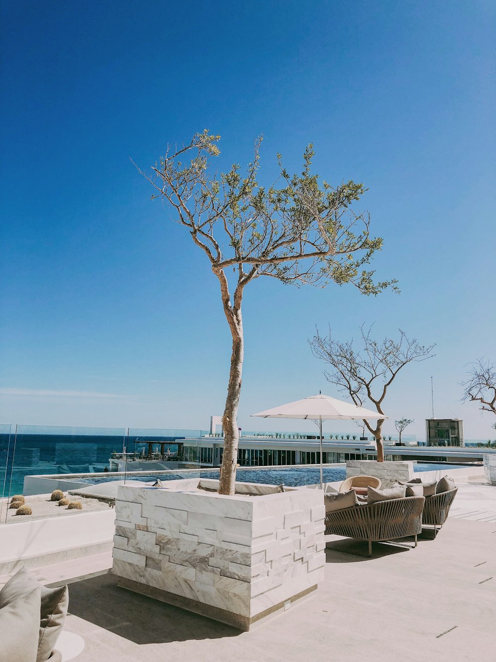 trees near pool