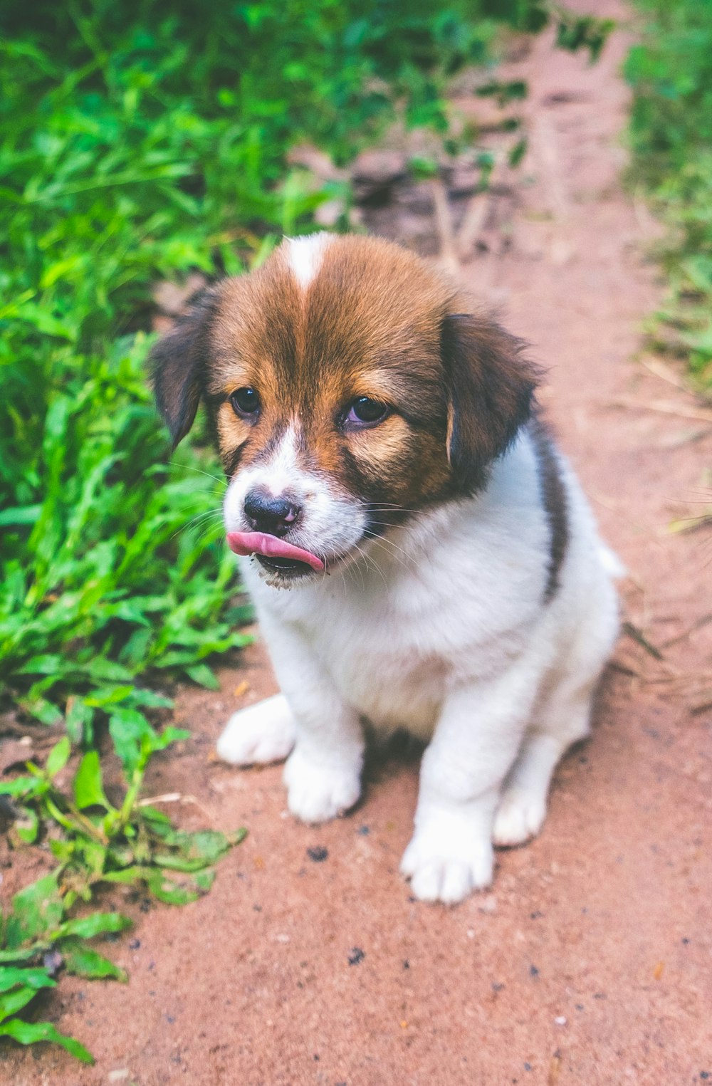 short-coated white and brown dog near grass