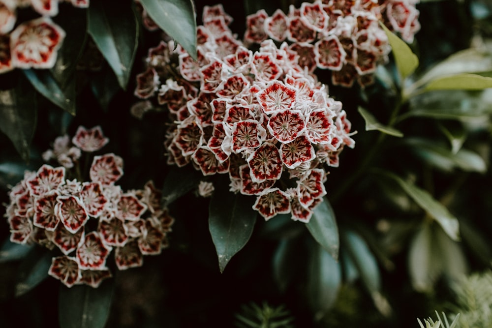 Photographie sélective de la fleur rouge