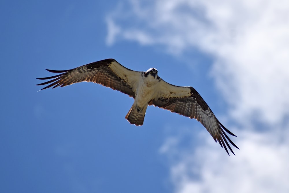 eagle soaring over