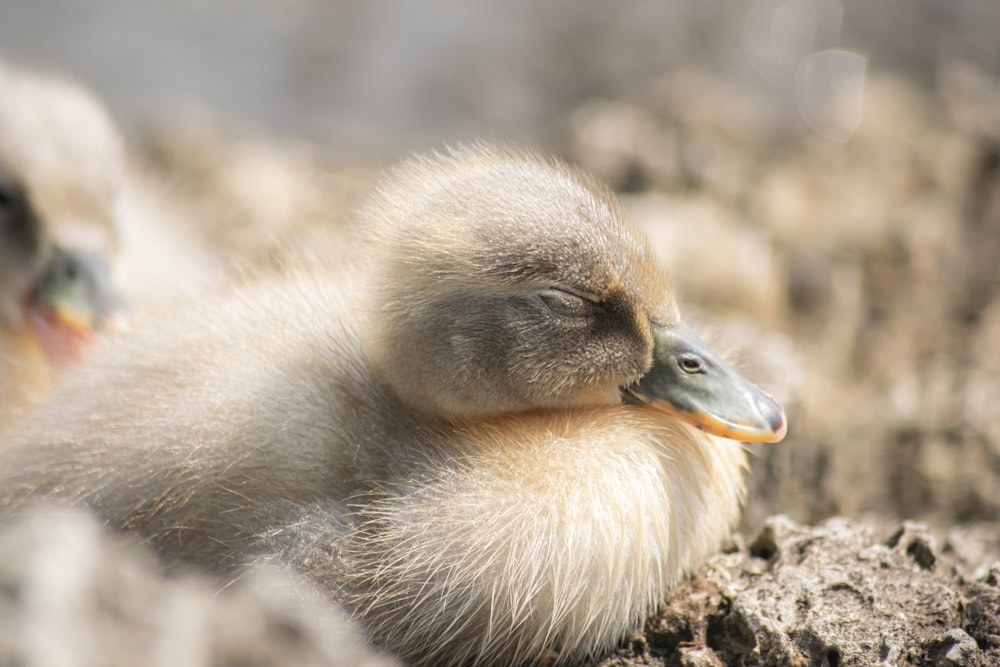 yellow duck on rock