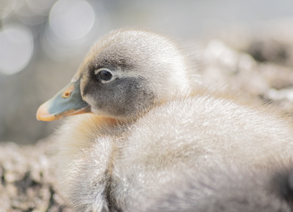 grey duckling