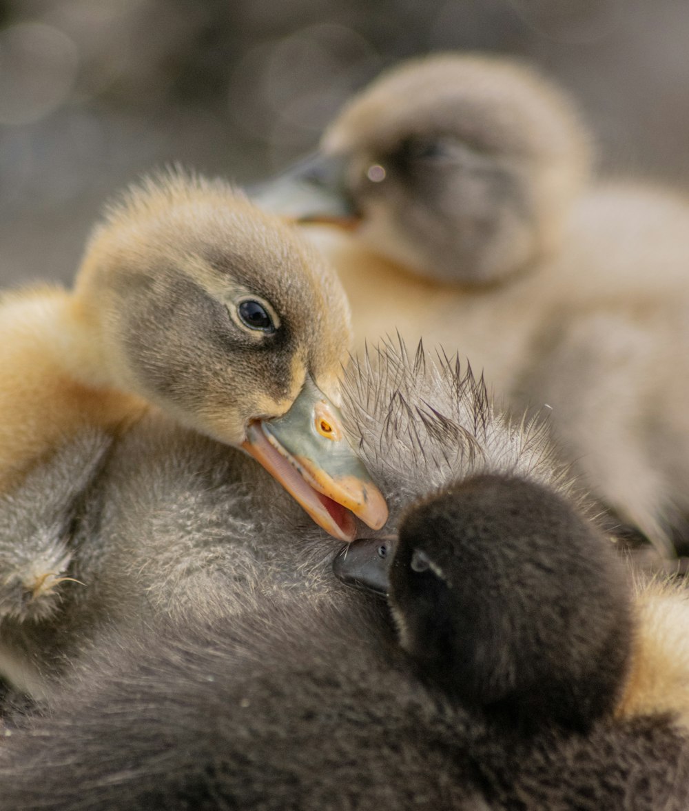 selective focus photography of duckling