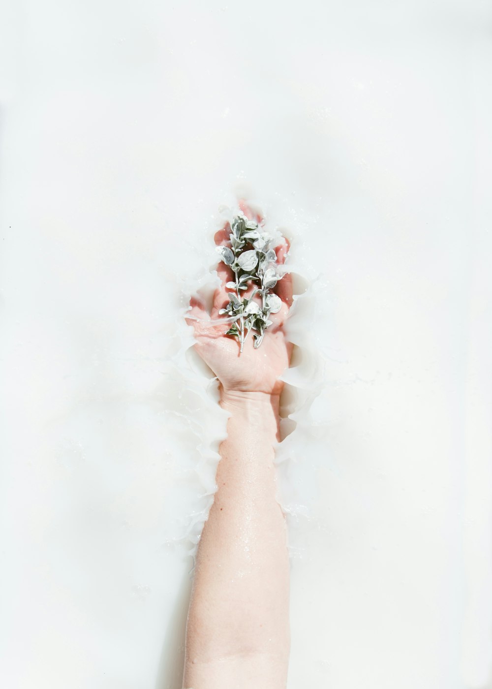 person's hand holding plants on white water