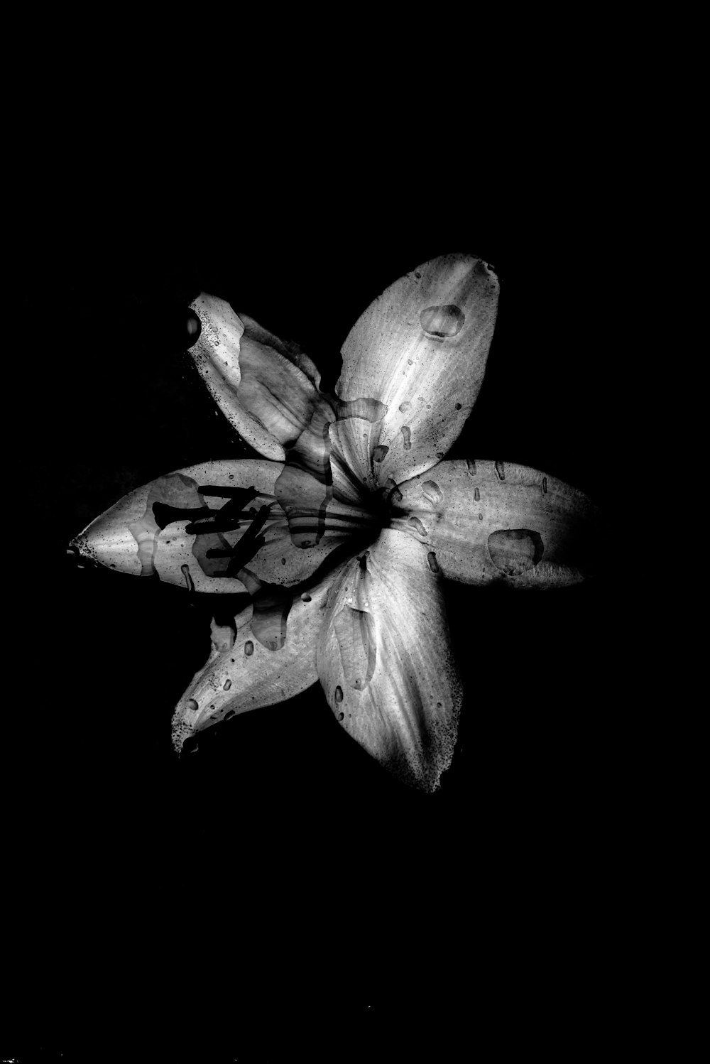 fleur de lys blanc