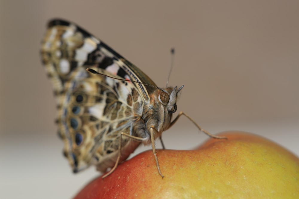 brown and white moth