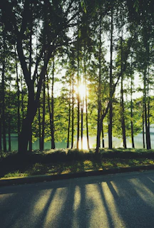 Sunlight filtering through tall wetland trees casting gentle shadows on the serene water surface.