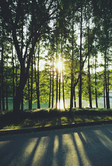 Sunlight filtering through tall wetland trees casting gentle shadows on the serene water surface.
