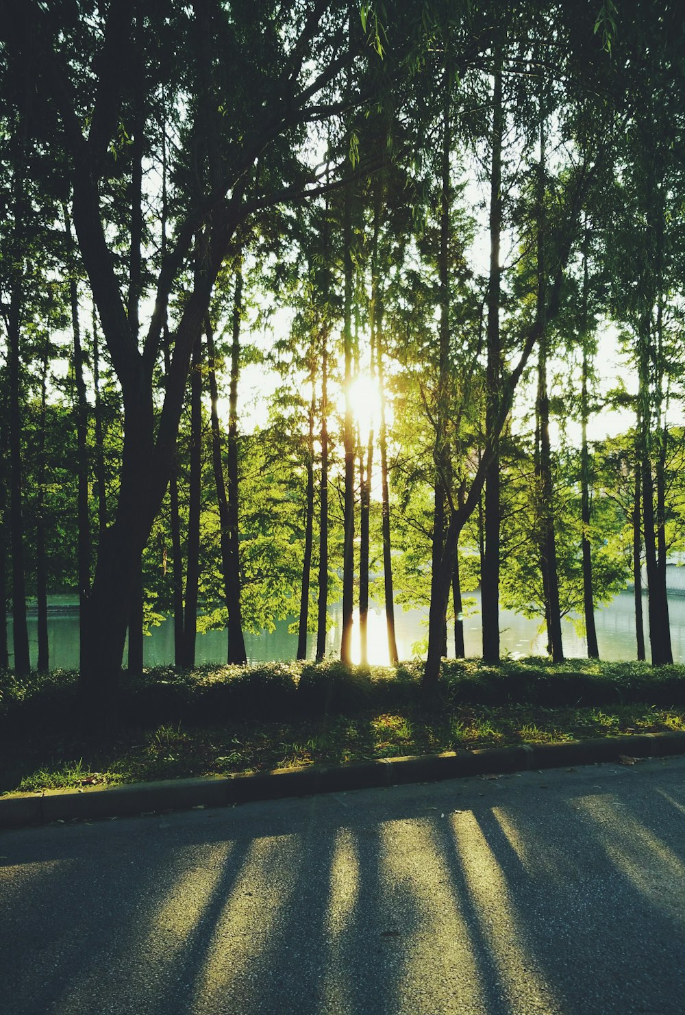 sun shining over trees