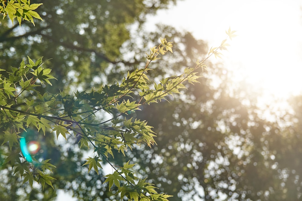 sun shining over trees