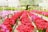 Long rows of vibrant red and pink flowers are arranged in a greenhouse setting. The flowers are placed on raised platforms, and the surrounding environment is lush with green foliage and a large tree visible in the background. Signs can be seen in the distance, adding to the organized atmosphere.