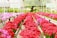 Long rows of vibrant red and pink flowers are arranged in a greenhouse setting. The flowers are placed on raised platforms, and the surrounding environment is lush with green foliage and a large tree visible in the background. Signs can be seen in the distance, adding to the organized atmosphere.