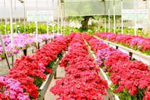 Long rows of vibrant red and pink flowers are arranged in a greenhouse setting. The flowers are placed on raised platforms, and the surrounding environment is lush with green foliage and a large tree visible in the background. Signs can be seen in the distance, adding to the organized atmosphere.