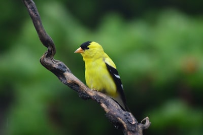 bird perched on tree branch