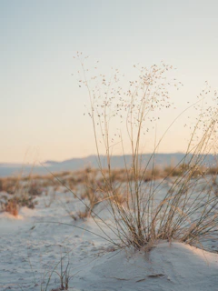 plant in a sandy place during daytime