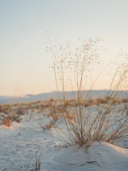 plant in a sandy place during daytime