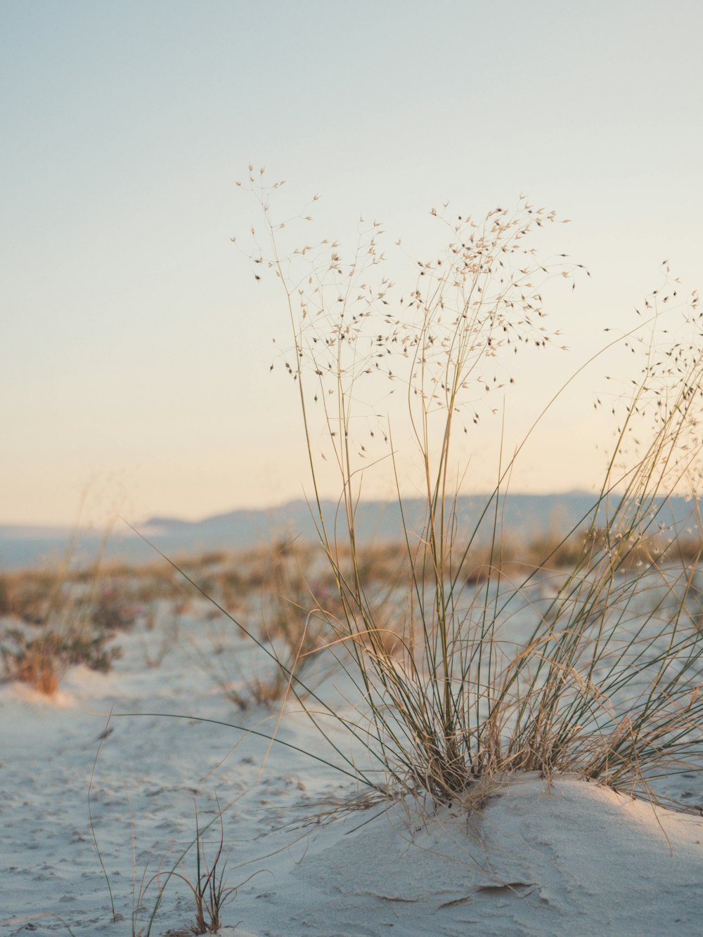 plant in a sandy place during daytime