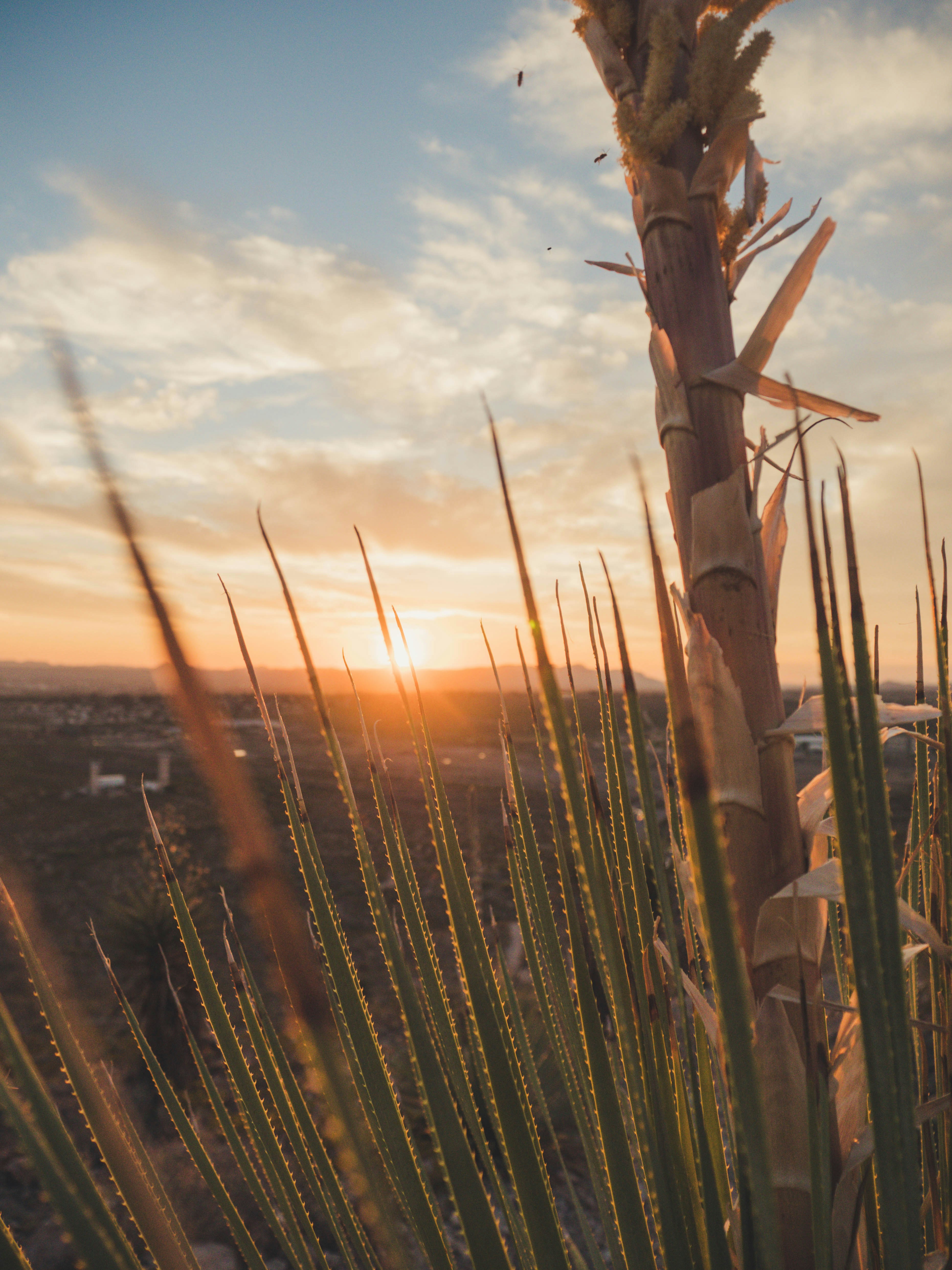 brown and green plant during golden hour
