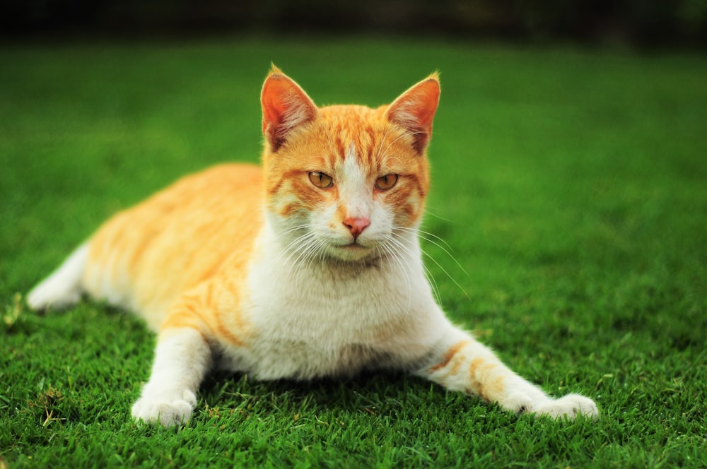 orange tabby cat lying on green grasses