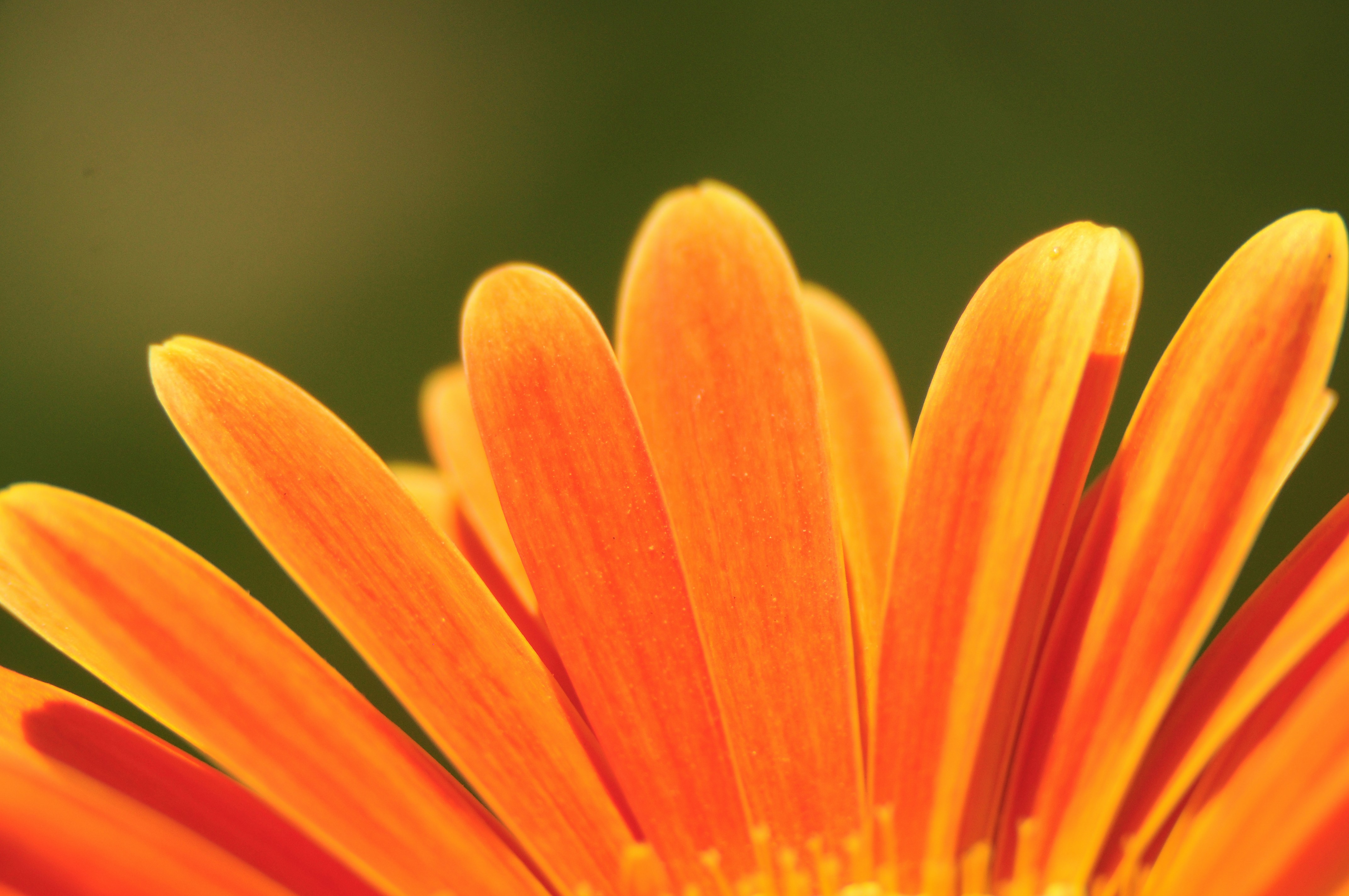 オレンジ色のクラスターの花の写真 Unsplashで見つけるオレンジの無料写真