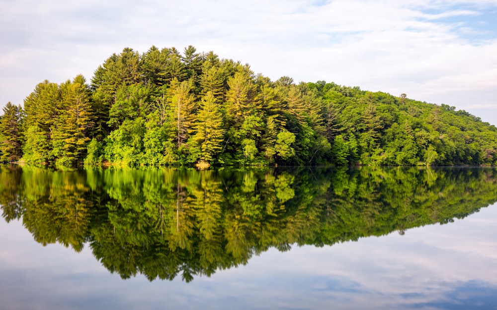 green trees near body of water during daytime