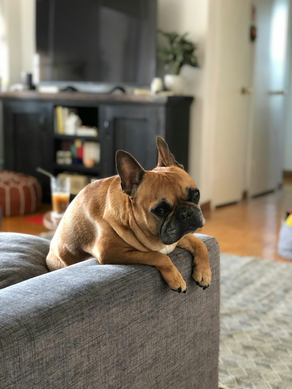 brown pug on gray couch