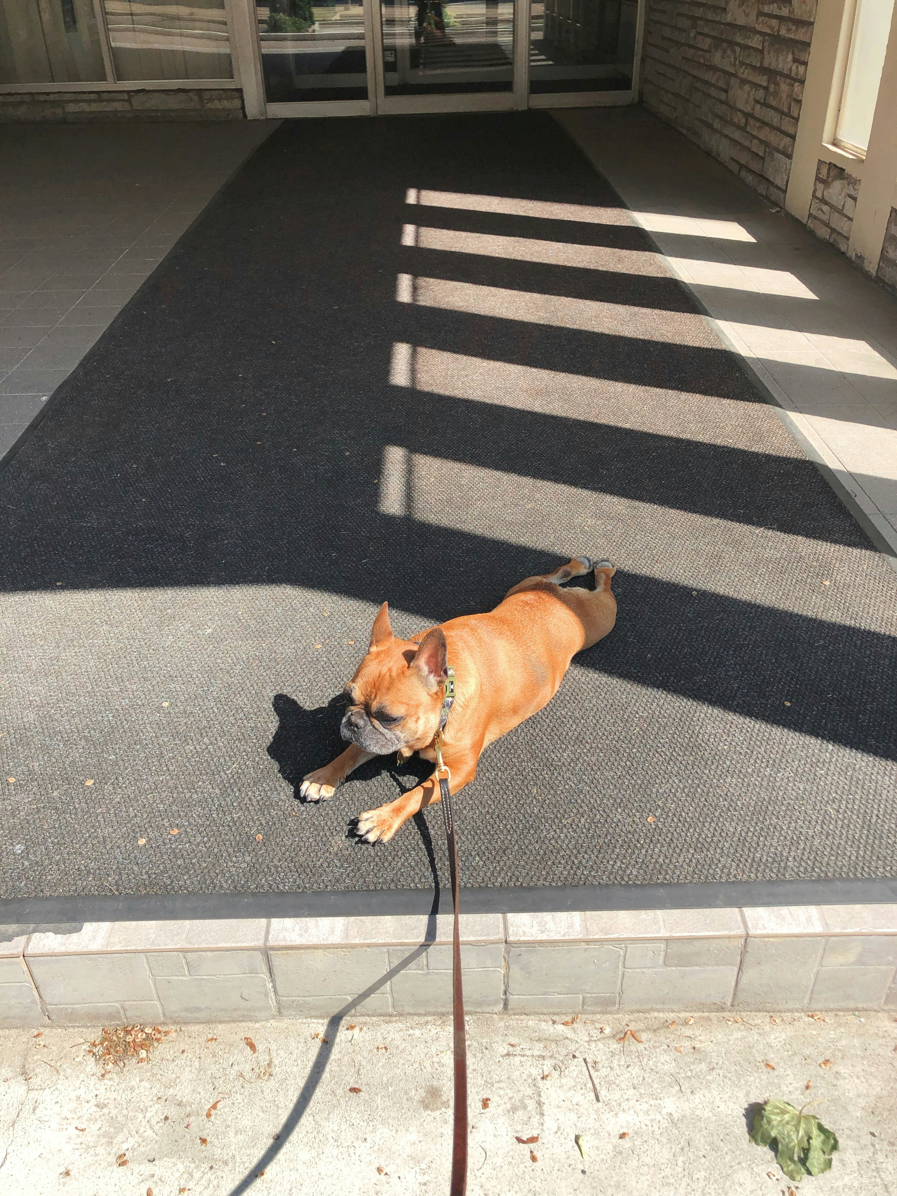 Boston Terrier learning tricks and French Bulldog sitting