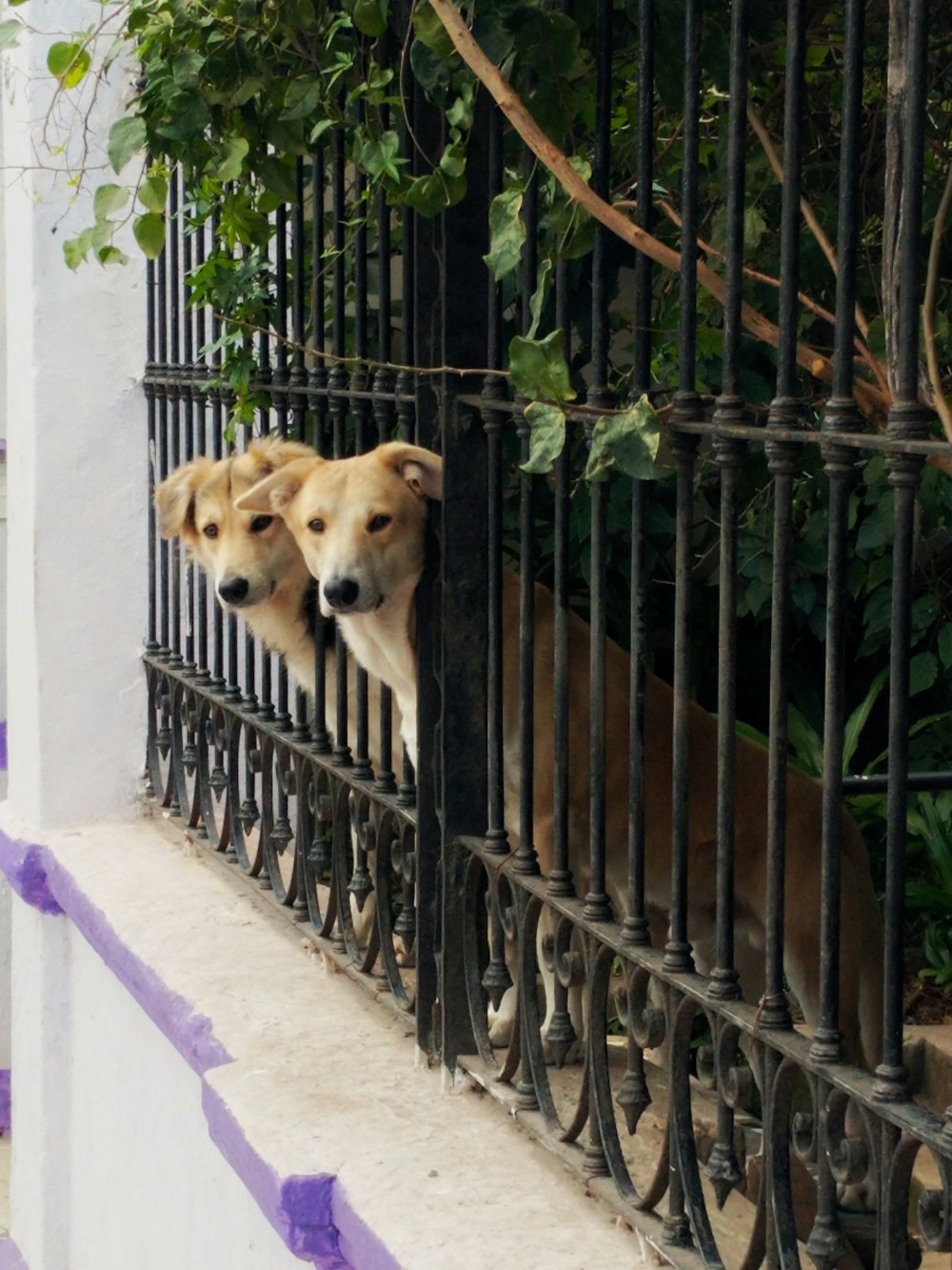 two dogs sticking their heads out on fence bars