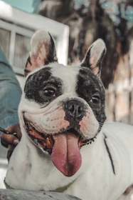 Close-up of a playful Isabella French Bulldog puppy in a sunny Texas backyard.